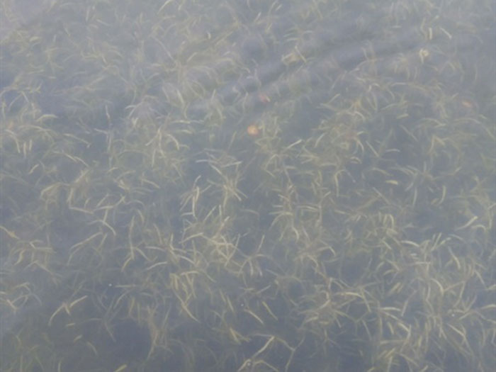 沉水植物微齿眼子菜